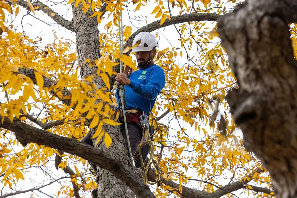 Skilled Tree Trimming crew working in Marion Heights