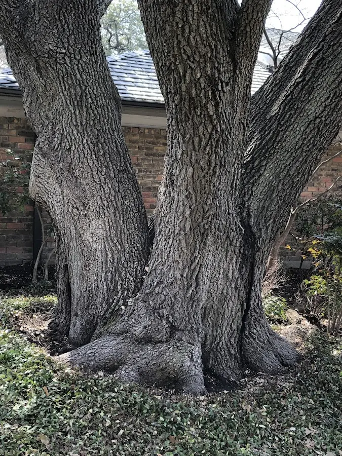 Mature heritage tree close to a Marion Heights property cared for by certified arborists